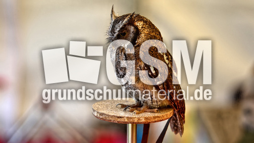 Choliba-Kreischeule (04).jpg